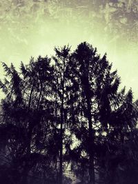 Low angle view of silhouette trees against sky