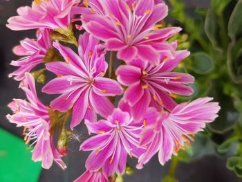 Close-up of pink flowers