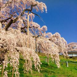 Apple blossoms in spring