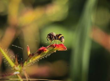 Close-up of insect on leaf