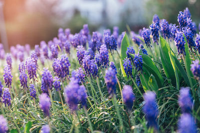 Close-up of purple crocus flowers growing in field