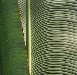 Full frame shot of palm leaf