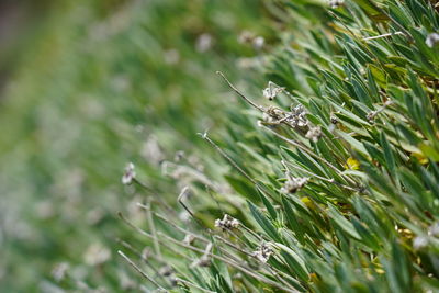 Close-up of plant growing on field