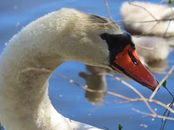 Close-up of swan standing by the water 