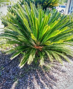 Plant growing on palm tree