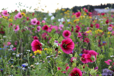 Close-up of pink flowering plants on field