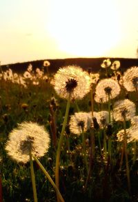 Close-up of dandelion flowers