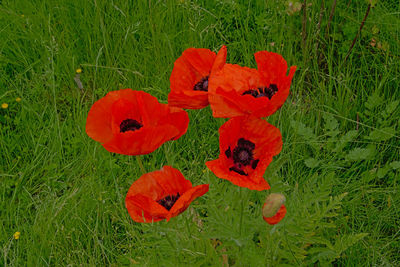 High angle view of red poppy flower on field