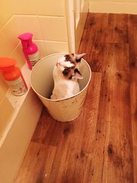 Dog in container