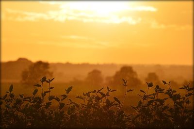 Scenic view of field against sky at sunset