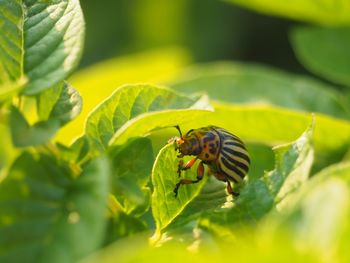 Close-up of insect on leaf