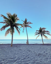 palm tree