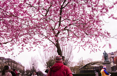 Low angle view of a cherry tree