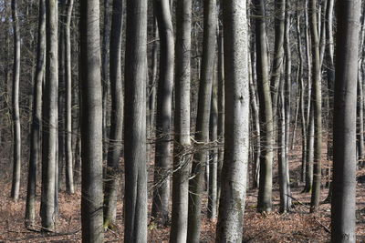 Pine trees in forest