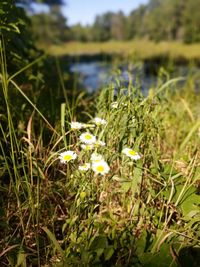 Close-up of flowering plant on field