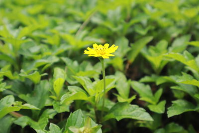 Close-up of yellow flowering plant