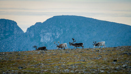 Sheep grazing on field against sky