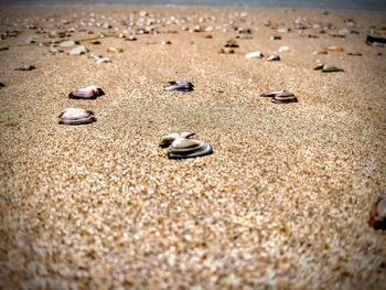 High angle view of shells on sand