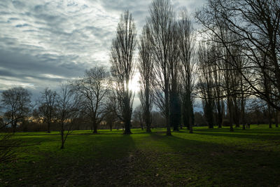 Bare trees on field against sky