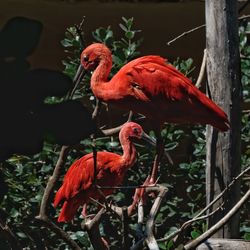 Red bird perching on a branch