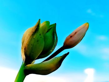 Low angle view of flowering plant against blue sky