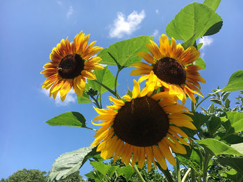 Close-up of sunflower against sky