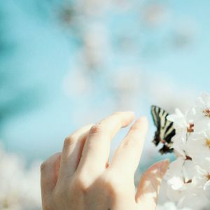 Close-up of hand on cherry blossom