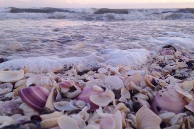 Close-up of seashells at shore