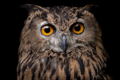 Close-up portrait of horned owl against black background