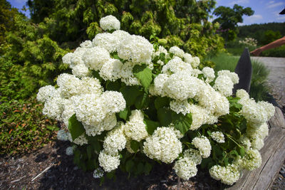 Close-up of white hydrangea flowers in park