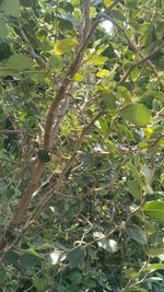 Close-up of fruits growing on tree