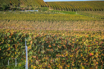 View of vineyard