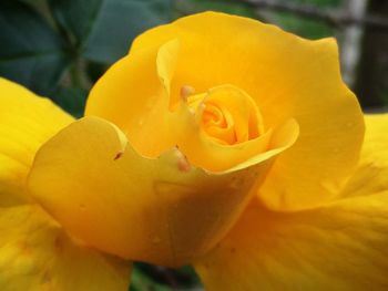 Close-up of yellow rose