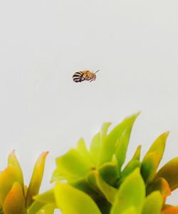 Close-up of insect on plant