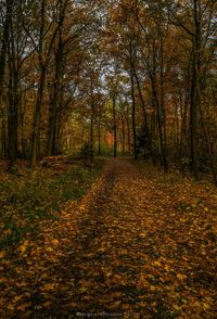 Trees growing in forest during autumn