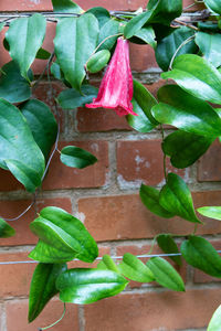 High angle view of ivy growing on plant