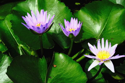 Close-up of lotus water lily