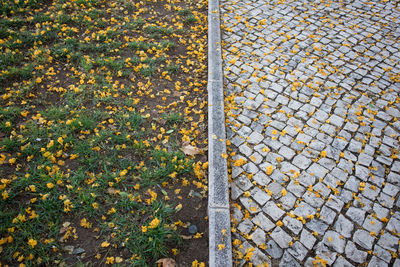 High angle view of sidewalk  during autumn, lisbon. 