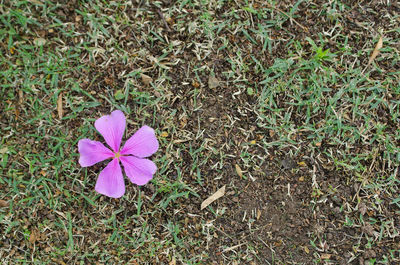 High angle view of crocus blooming on field