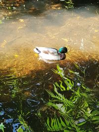 High angle view of bird swimming in lake