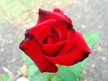 Close-up of red rose