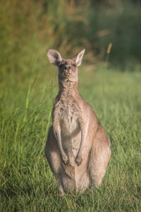 Portrait of kangaroo standing on grassy field