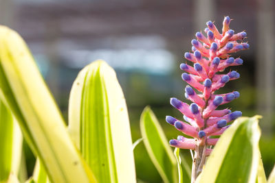 Close-up of purple flowering plant