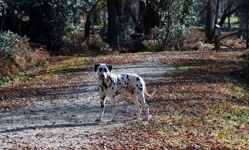 Dog on tree