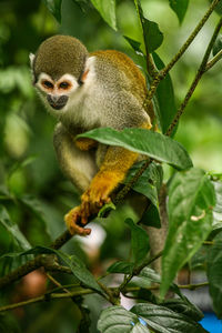 Close-up of monkey eating branch