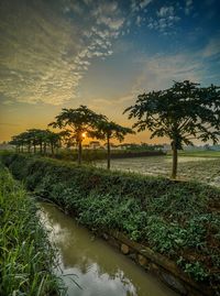 Scenic view of trees against sky during sunset