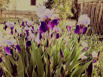 Close-up of purple flowers blooming outdoors