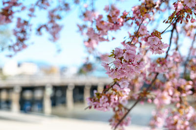 Close-up of pink cherry blossoms in spring