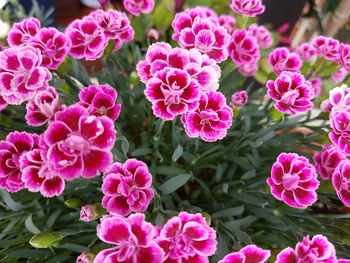 Close-up of pink flowers