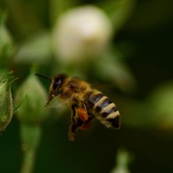 Close-up of bee pollinating flower